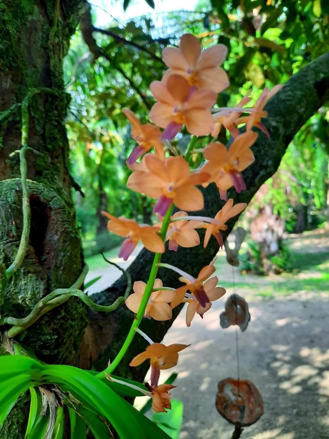 Tuaprodhome Khao Lak Bilik gambar